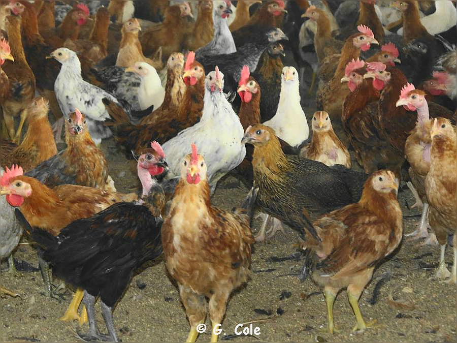 El Gouna Farm 134